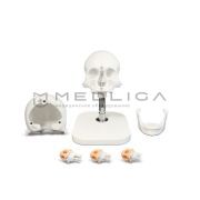 Тренажер по оториноларингологии